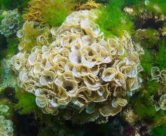 Padina Pavonica