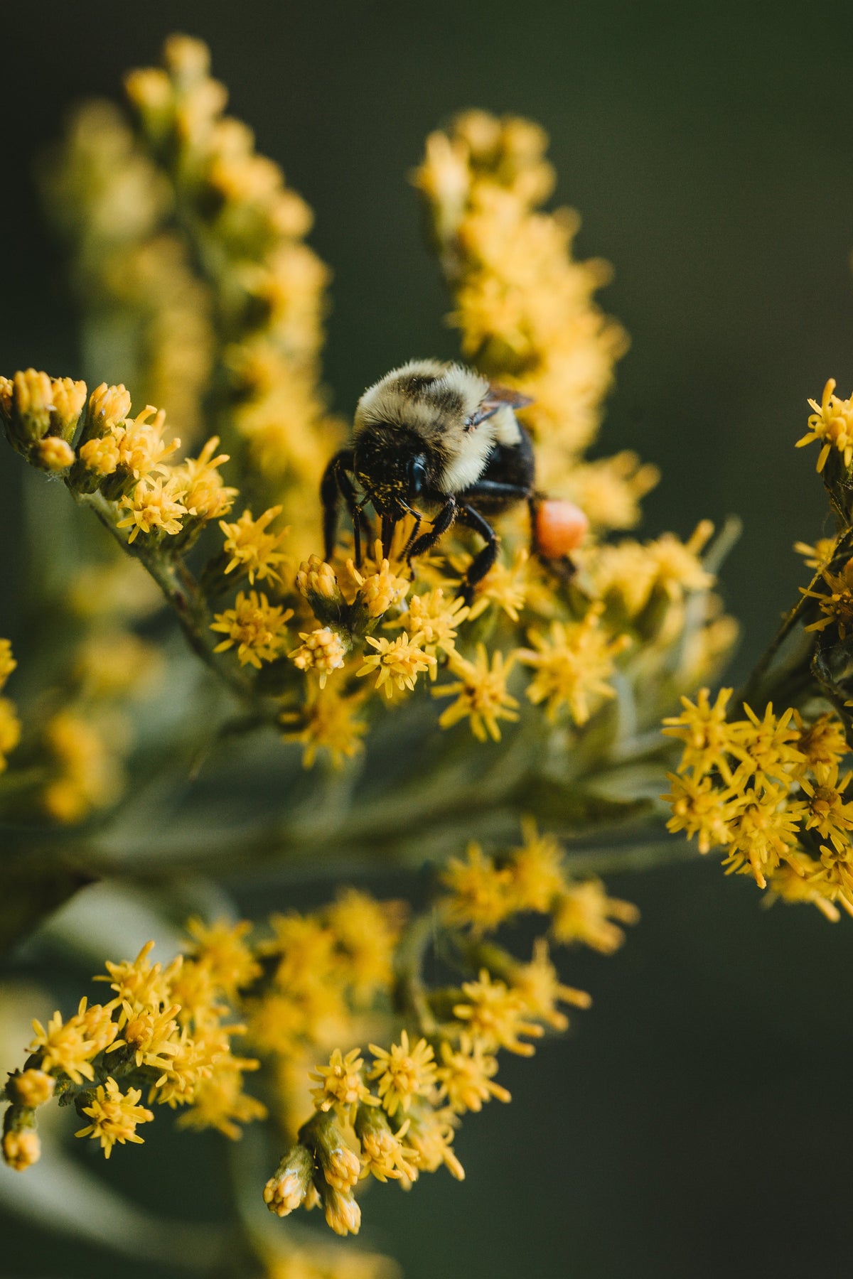 UNE-ABEILLE-SUR-UNE-FLEUR-POLLEN