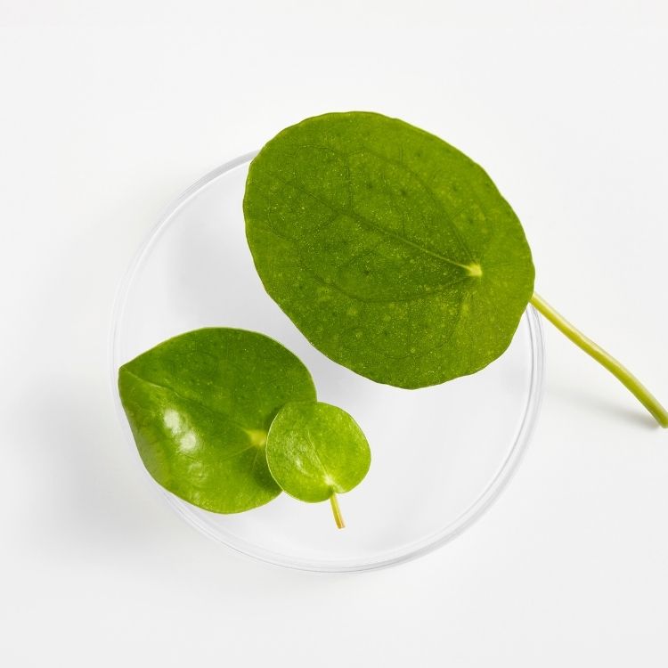 Centella Asiática