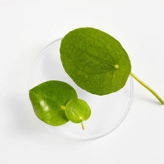 Centella Asiática