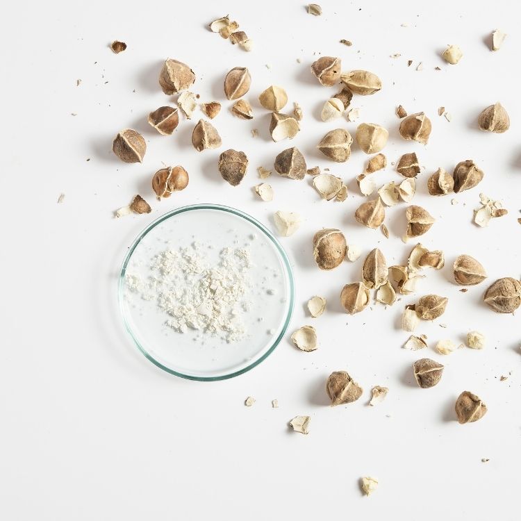 Moringa (extracto de)