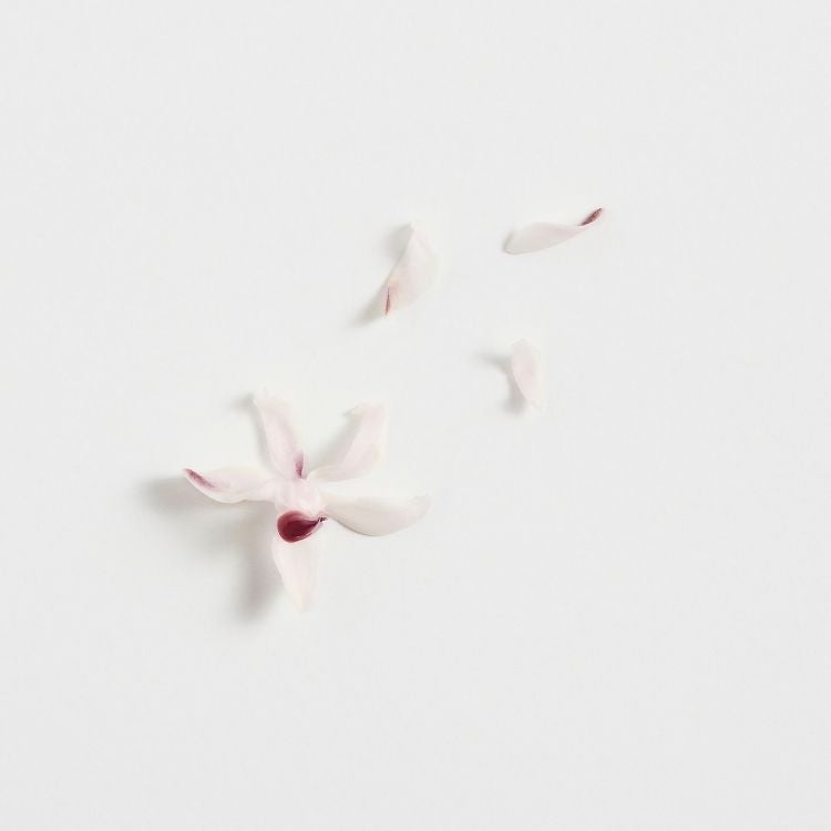 Muguet de Japón (Extracto de)