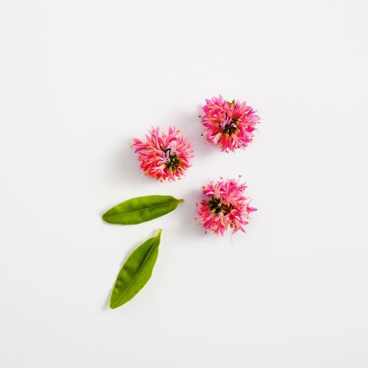 Flor de trébol rojo (extracto de)