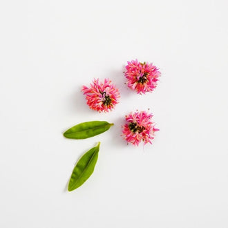 Flor de trébol rojo (extracto de)